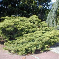 Juniperus horizontal 'Pfitzeriana Aurea'